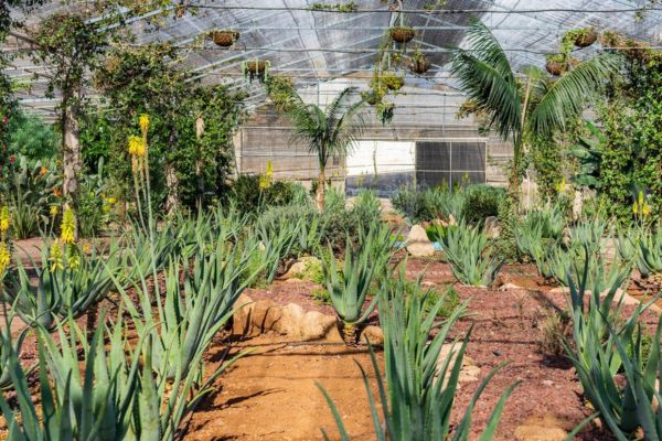 Aloe vera wie man die Pflanze pflegt